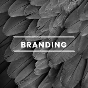 Branding Design - The Studio Zoom